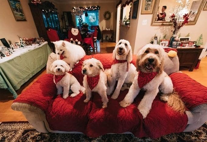 Right family Dog