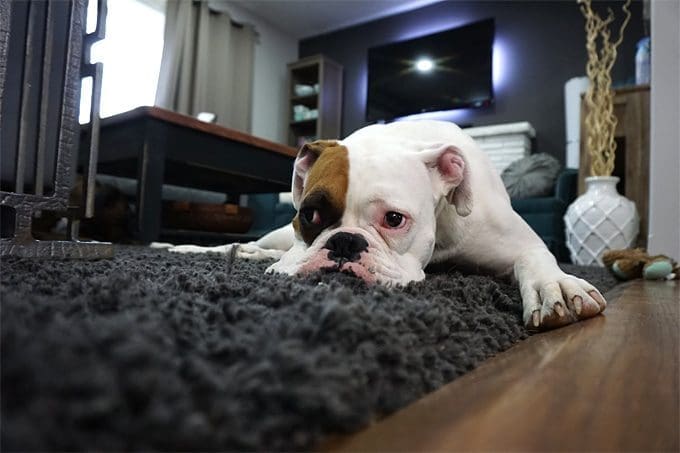How to Clean After Your Pet at Home