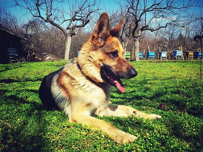 How to Take Good Care of a Support Dog