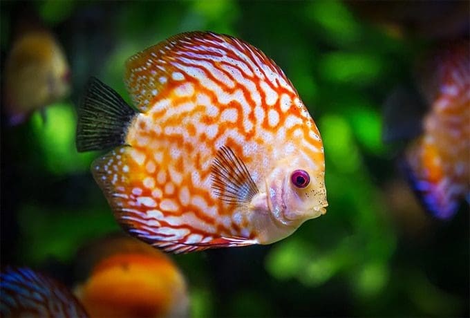 What Are the Benefits of Keeping Fish?