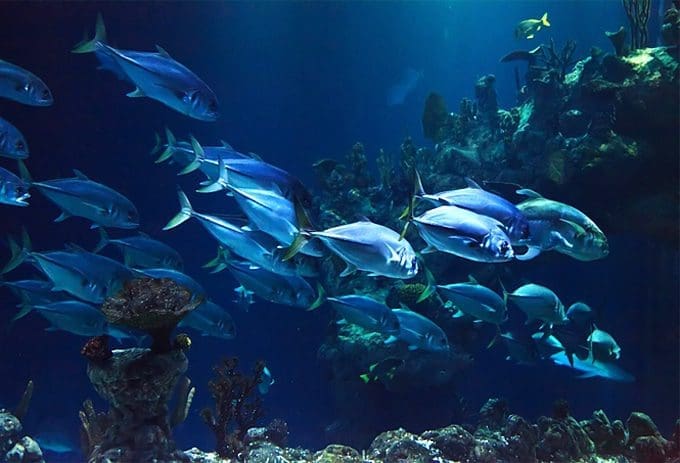 Keeping Fish tips