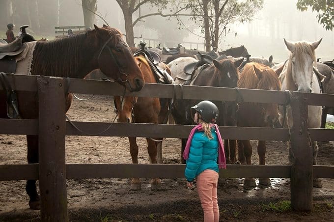 Discover the most suitable horse breeds for kids