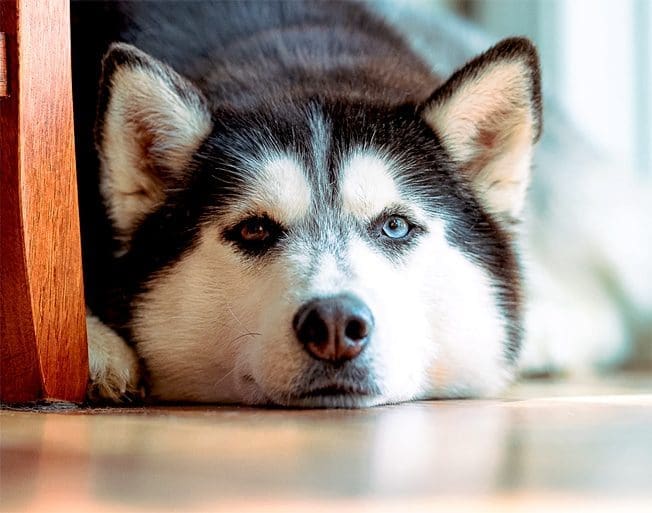 6 Dog Training Mistakes You are Probably Doing