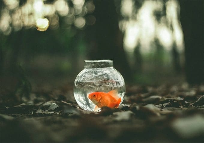 Fish Species That are Perfect as Pets