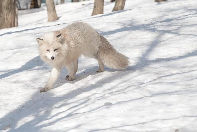 Embrace Your Wild Side on a Norwegian Adventure