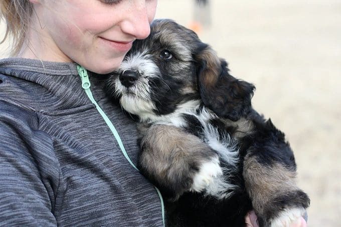 Looking For A Pandemic Puppy?