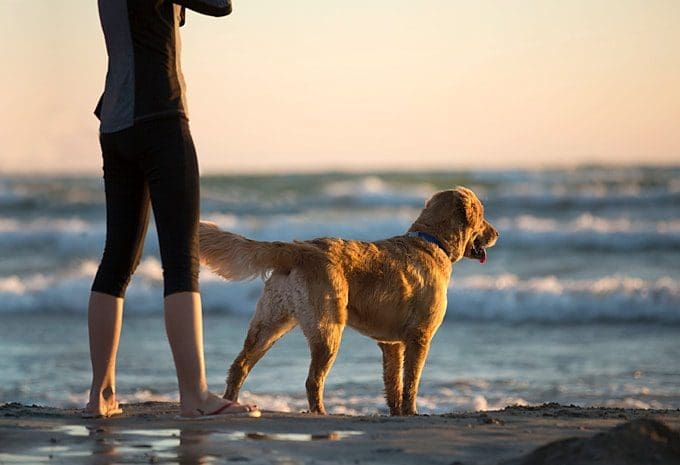 What Knowledge Is Required When Purchasing A Dog?