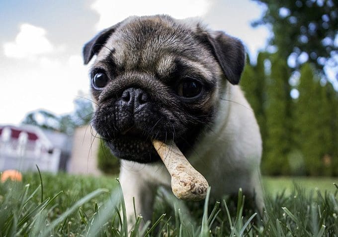 How to Control Your Dog’s Meals and Prevent Obesity?