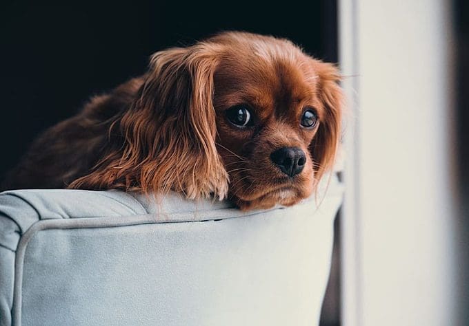 How to Look After Your Dogs Health