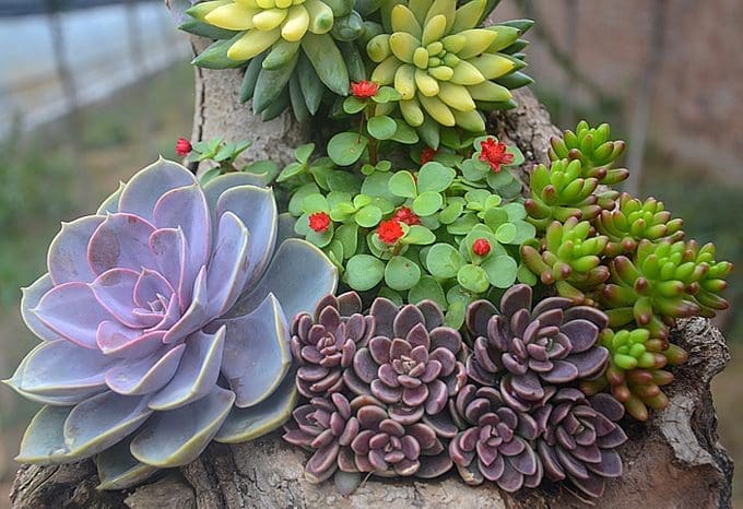 Buying plants online: an experience going beyond the garden center
