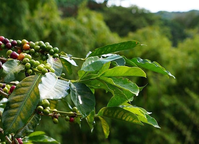 Five unexpected coffee producing countries