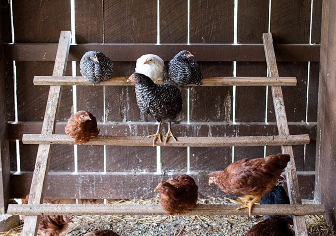 Counting your Chickens