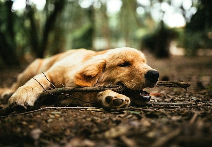 Want to bring your Golden Retriever on vacation? You can with pet-friendly cabins in Pigeon Forge!