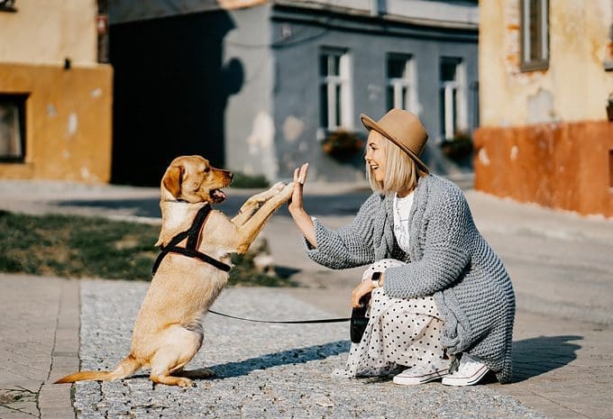 How to Take Care of Your Dog’s Stress and Pain