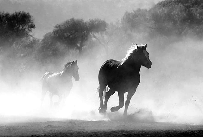 Keep Calm & Ride On: Meet the 4 Calmest Horse Breeds