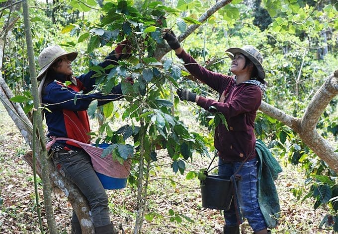 How to tell if your coffee is ethically sourced