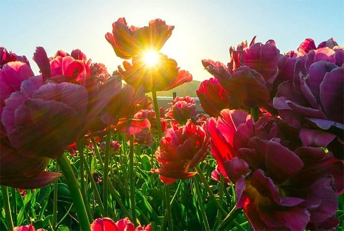 A Tailor-Made Guide to Picking the Right Plants for Your Garden