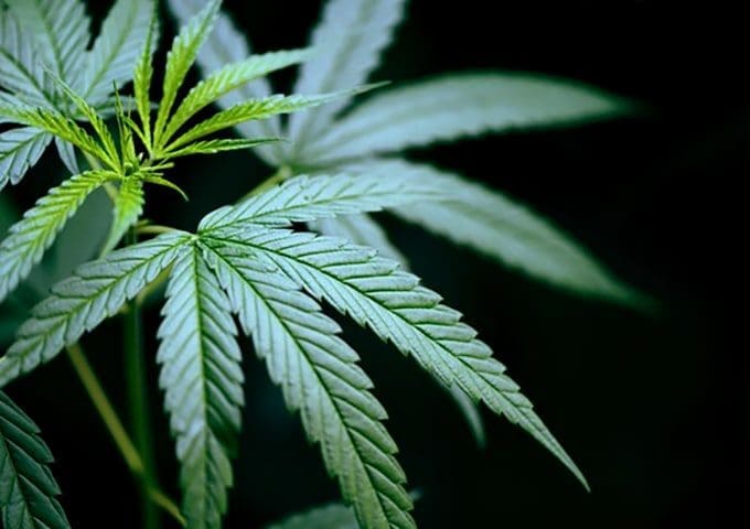 How can you use your CBD oil and what  benefit can you get from it?
