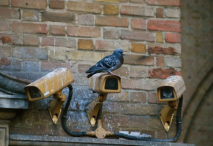 How to Get Rid of Pigeons on the Roof
