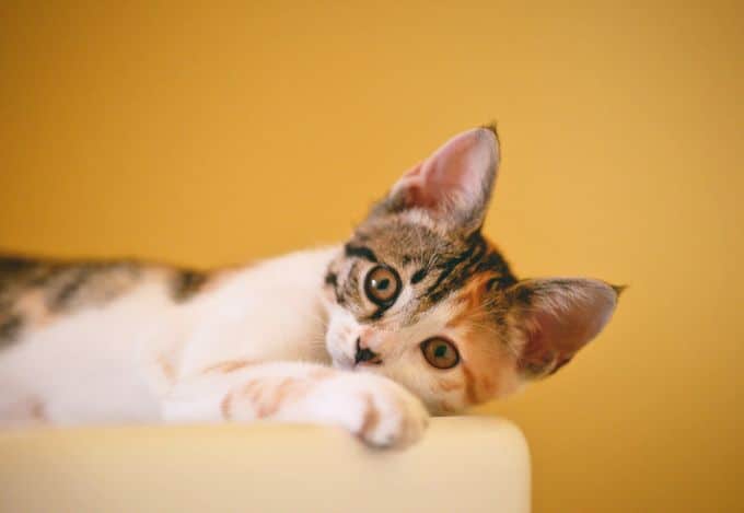 Why Cats Make Great Family Pets