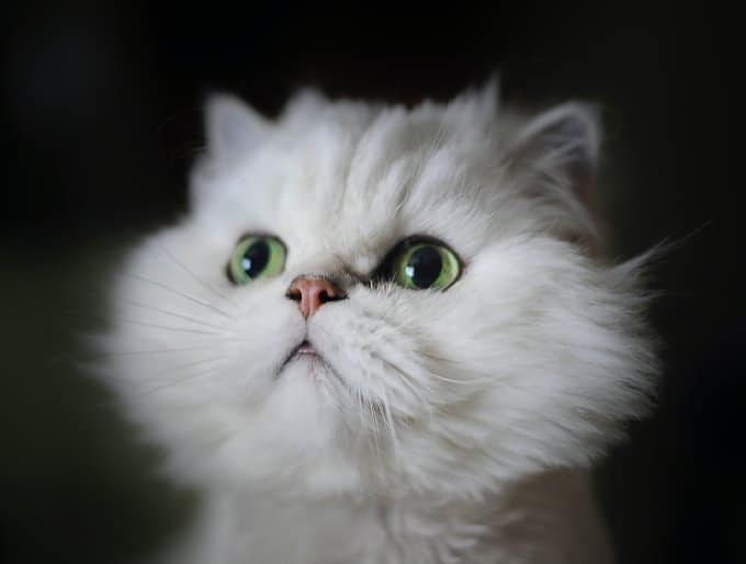 Top 5 movies and cartoons with cats on Netflix