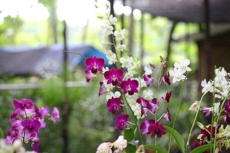 Exploring Lotus Flower Meaning in Different Cultures