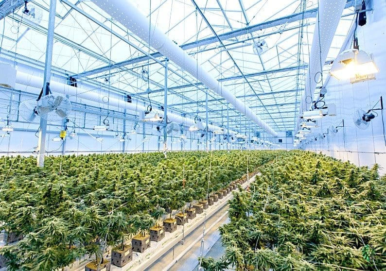 Why Legal Marijuana Is Good for Your Health