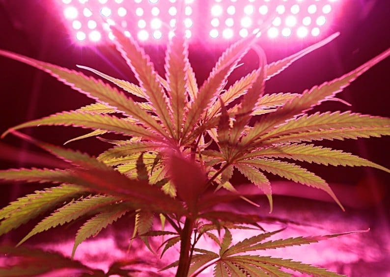 Medical Cannabis in the USA: Insights for the UK Healthcare System