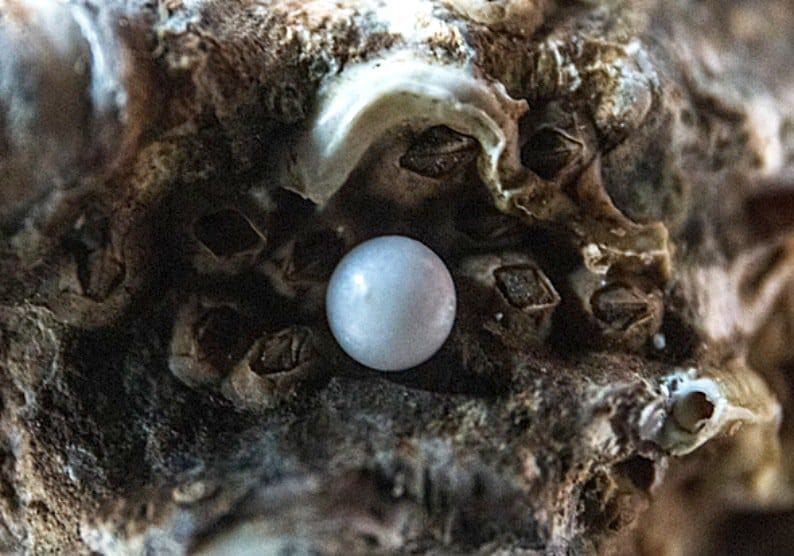 3 Different Types of Pearls and How to Tell Them Apart