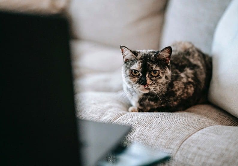 An Essential Guide to Making Your Property More Pet-Friendly