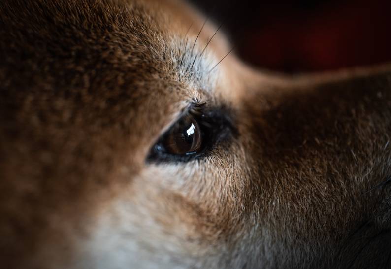 What are Ticks and Why are They Harmful to Your Pet: 6 Facts about Tick Infestations