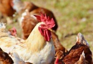 How To Run Chicken Farm