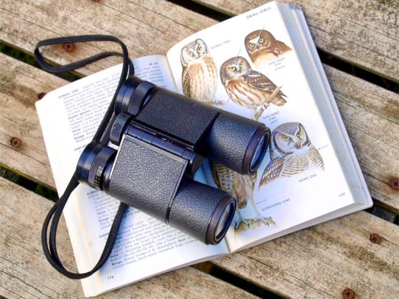 Enjoy Birdwatching? Here’s How To Make It Easier For You