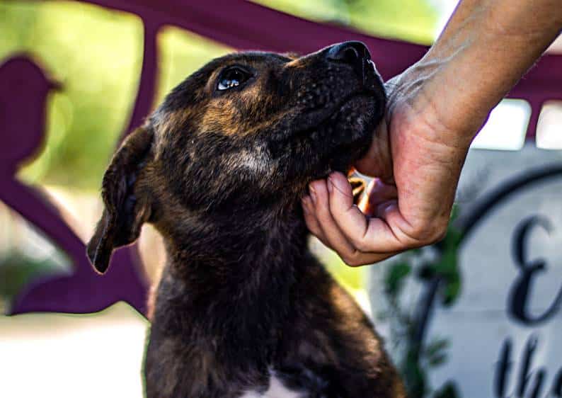 Advice on Adopting a Shelter Dog: Making a Loving Home for Your New Companion