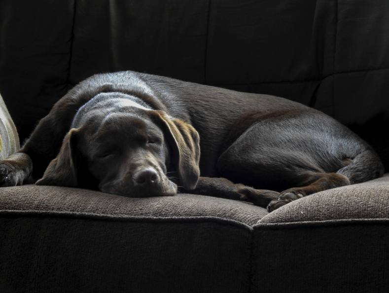 The Chocolate Labrador Retriever: A Symphony of Love and Loyalty