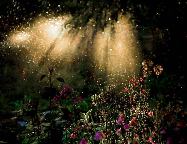 9 Best Tips For Growing Your Moon Garden 