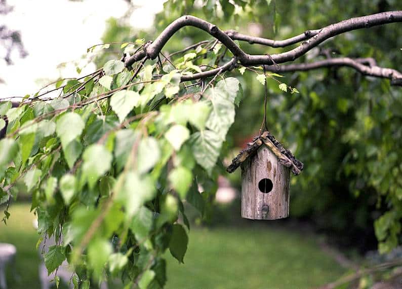 trees in your garden