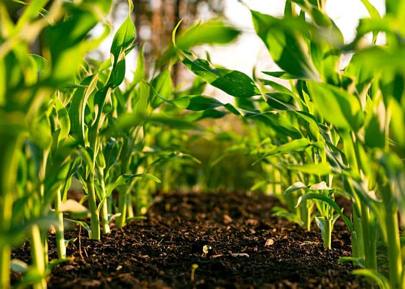 Tools for Sustainable Agriculture: Bridging the Gap Between Tradition and Innovation