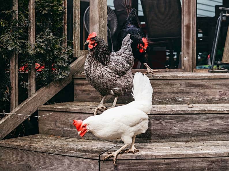 Homesteading Hiccups: 7 Common Mistakes to Avoid