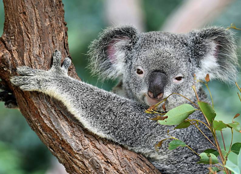 Life in Australia: What to Expect When Moving Down Under