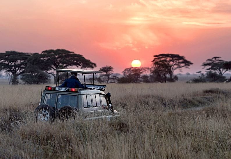 Solo Traveler’s Guide to Wildlife Holidays: Tips for Exploring Alone