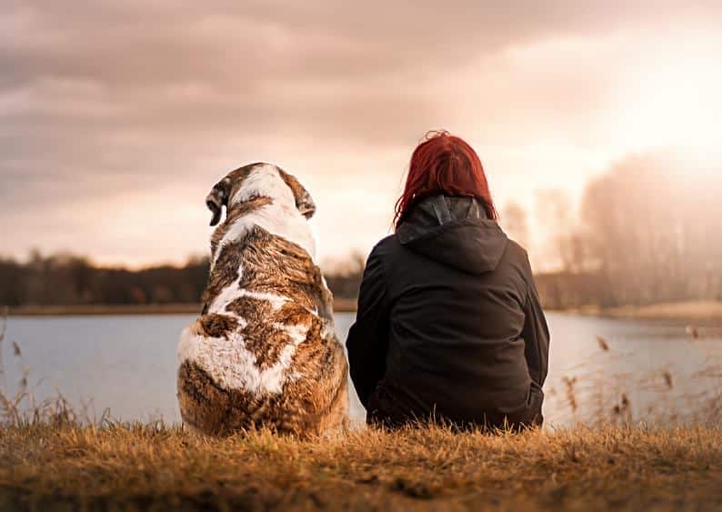 Key Factors to Consider Before Getting Your First Pet