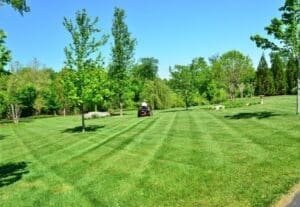 Lawn Lover Pristine Grass