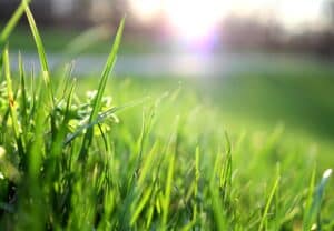 Lawn Lover Easy Tips