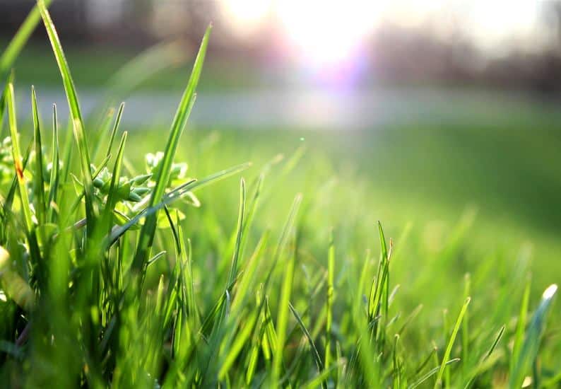 Lawn Lover’s Paradise: 6 Easy Tips for Perfectly Pristine Grass