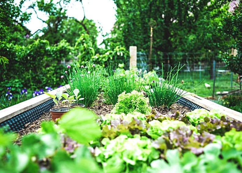 What to Consider Before Starting an Urban Garden