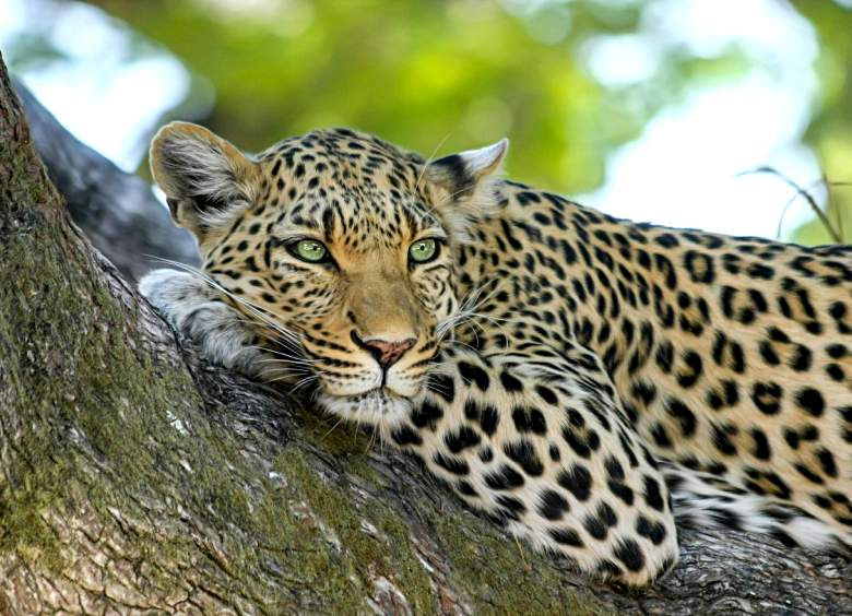 Discover the Most Breathtaking Safari Destinations Worldwide
