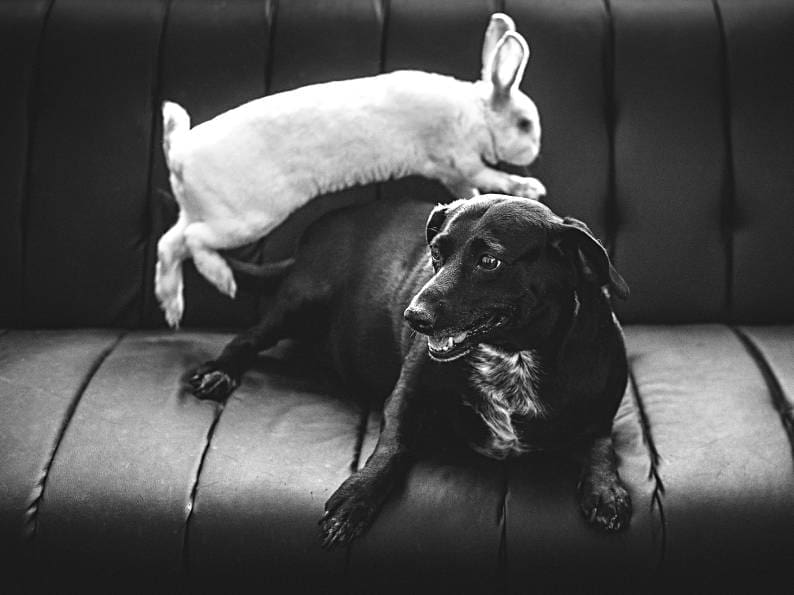 Rabbit care tips for new owner