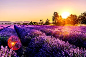 Planning Authentic Trip France