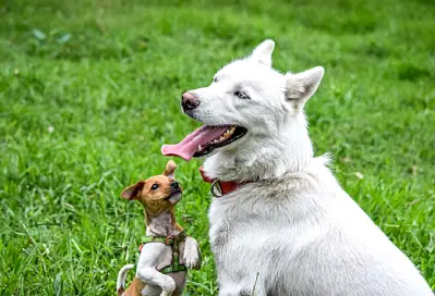 When to Start Using CBD Spray for Aging Pets